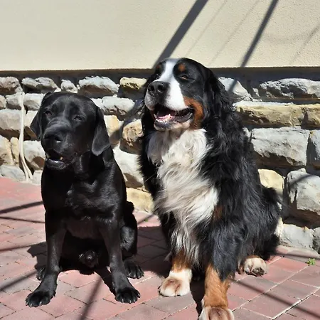 Appartement Shamrock - Trieste