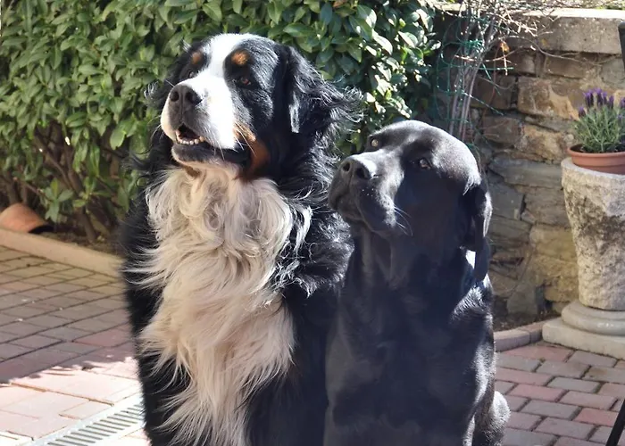 Apartamento Shamrock -